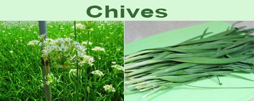 Chives are the vegetable that maintains joint health and eye health