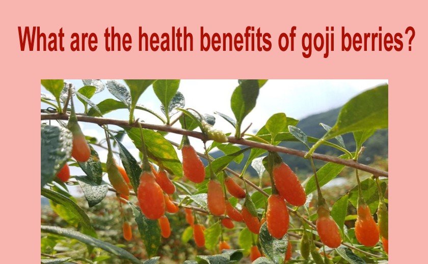 Goji Berries Health Benefits